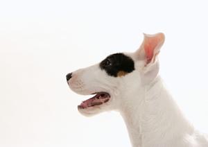 愛犬の健康に鹿肉のドッグフードを