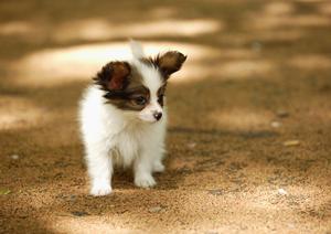 老犬介護をして最後の人生を穏やかに