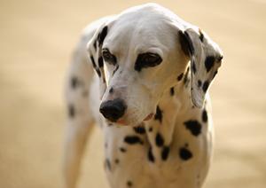 愛犬に安全で安心な国産ドッグフードを
