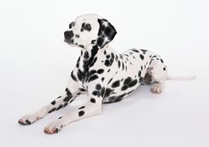 ビジョンフリーゼの子犬を購入するなら