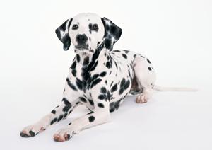 大型犬が大好きな遊びとおもちゃ