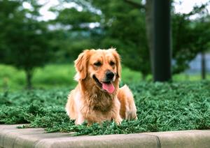 【自然に近い動物病院】緑の森どうぶつ病院 豊岡病院の特徴と魅力を徹底解説