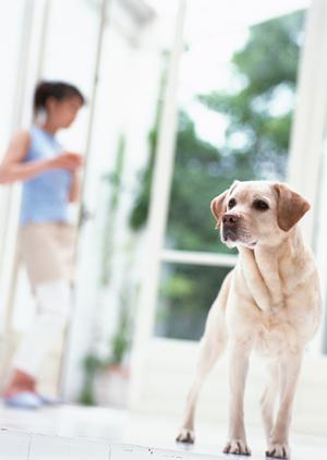 ブリーダーによる子犬販売なので安心です