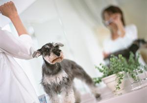 安心と信頼のシロアリ駆除サービス|アサンテの即日対応と無料診断が特徴